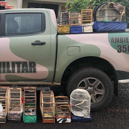 Polícia Ambiental resgata aves nativas em cativeiro na região