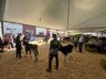 Julgamento do gado leiteiro e rodada de negócios movimentam o sábado na Expo Campo Erê