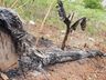 Vídeo: Idoso de Riqueza perde residência, móveis e animais de estimação em incêndio