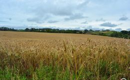 Excesso de chuva causa prejuízo à produção agrícola em SC, diz Epagri