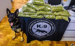 Polícia Civil prende homem com ‘supermaconha’ em Guaraciaba