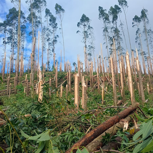 Com ventos acima de 80 km/h, Defesa Civil confirma microexplosão em Descanso 