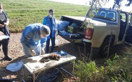 Macaco é encontrado morto; suspeita de febre amarela é investigada