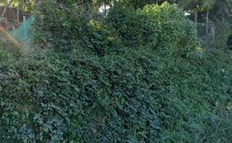 Bebê é encontrado dentro de sacola plástica em área de mata no Alto Vale de SC