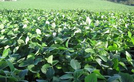 Santa Catarina regulamenta plantio excepcional de soja; Cidasc fará análise de pedidos