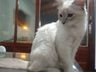 Brasil registra primeiro caso de infecção em gatos