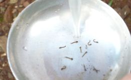 Aumento de casos de dengue deixa setor de Endemias em alerta