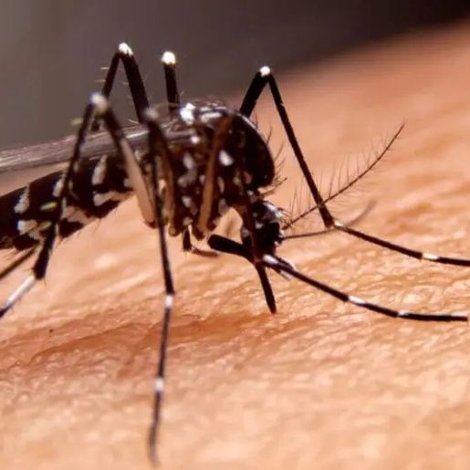 SC tem redução de 92% em casos de dengue, mas Ministério da Saúde mantém o alerta