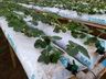 Produtor de morango se prepara para a primeira safra
