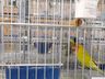 Associação Ornitológica de Iporã do Oeste irá participar da Copa Brasil de Ornitologia 