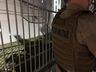 VÍDEO: Ladrões invadem apartamentos e furtam dinheiro e objetos em SMOeste