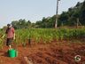 Zootecnista inicia projeto de agroflorestal em Itapiranga 