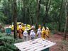 Epagri orienta sobre alimentação de abelhas em períodos de chuva