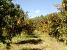 Conectando ao Agro aborda fruticultura em nossa região 