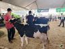 Avaliação de bezerras e novilhas é realizada na 11ª Efrait de Itapiranga
