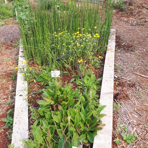 Comunidade de São João do Oeste adere ao uso de plantas medicinais