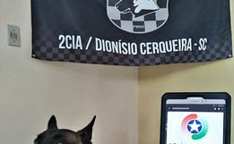 Passageira é presa após cão farejador encontrar maconha em ônibus