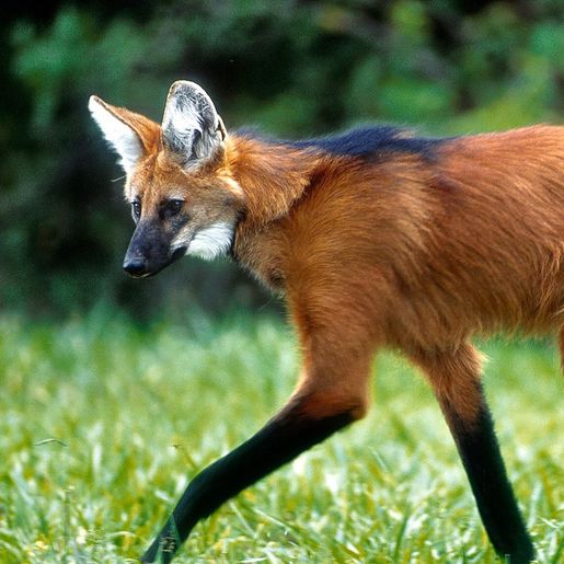 Banco Central anuncia que lançará cédula de R$ 200 com lobo-guará
