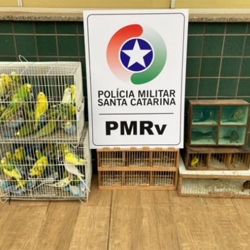 Polícia apreende 97 pássaros em situação de maus-tratos na SC-480