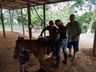 SJCedro oferece sessões de equoterapia para pacientes