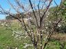 Poucos dias de frio prejudicam a produção de frutas