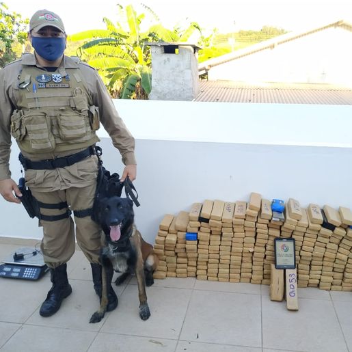 PM apreende mais de 200 kg de maconha no Extremo Oeste