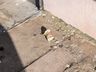 VÍDEO: Lixo deixado em calçada incomoda empresários de SMO