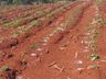 Clima prejudica desenvolvimento da plantação de tabaco na região Oeste catarinense
