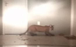 VIDEO: Onça parda é vista novamente em Francisco Beltrão