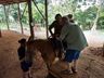SJCedro oferece sessões de equoterapia para pacientes