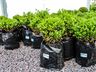 Central Flor, Floricultura e Paisagismo inaugura em São Miguel do Oeste