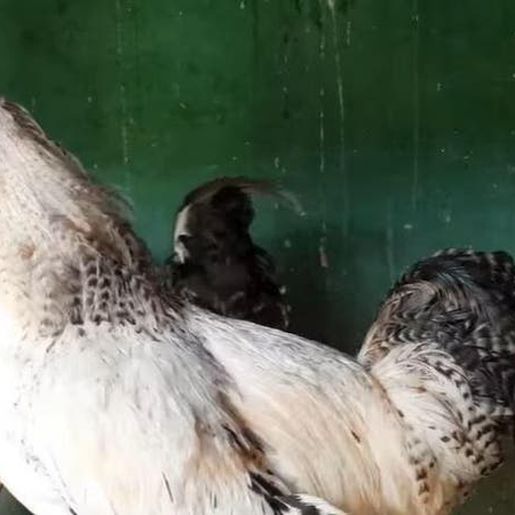 VÍDEO: Galo que bota ovos vira atração no Meio-Oeste de SC