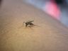 Santa Catarina chega a cinco mortes por dengue em 2024