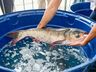 São Miguel do Oeste organiza Feira do Peixe e venda direta para a Semana Santa