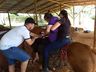 Empresário de São José do Cedro doa égua para sessões de equoterapia 