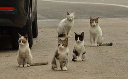 OUÇA: Prefeitura de Iporã do Oeste firma parceria para castrar animais de rua