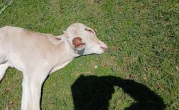 Morre bezerra com duas cabeças que nasceu em Belmonte