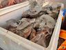 Feira do Peixe começa com previsão de venda de 5 toneladas em SMOeste 