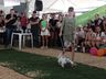 Desfile de cães tem presença de 20 animais na Efrait 2024