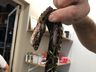 Cão da raça Pitbull é atacado por cobra no interior de SMOeste