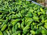 Ex-empresário do ramo frigorífico desempenha atividades com a produção de hortaliças