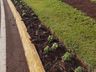 Setor de Meio Ambiente inicia desenvolvimento do projeto de arborização