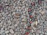 Surgimento de grande quantidade de cobras chama atenção na região