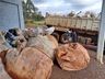 SMO: Coleta no Meio Rural recolheu 50 toneladas de materiais