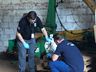 PC e CIDASC apreendem agrotóxicos contrabandeados em Iraceminha