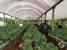 Projeto sobre o cultivo de alface é apresentado em propriedade rural de Mondaí