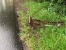 Colisão frontal deixa motociclista ferido em São Miguel do Oeste
