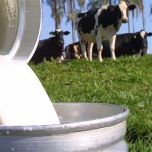 Enchentes no Rio Grande do Sul afetam produção de leite 