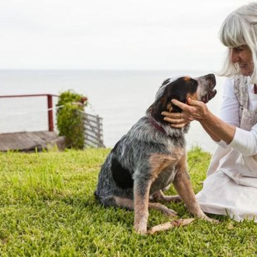  Veja como calcular a verdadeira idade do seu cachorro