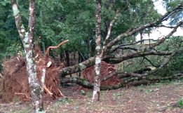 Chuva acompanhada de vento derruba árvores